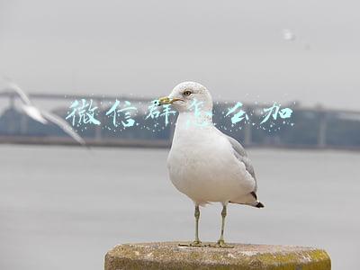 微信群怎么加
