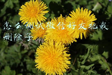 怎么测试微信好友把我删除了,信息看不到(如何检测微信被拉黑还是删除？3种方法，轻松搞定)