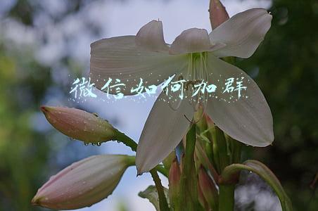 微信如何加群找群(微信如何加满5000人？送你找群加群的6个渠道和10大方法！)