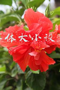 字体大小设置