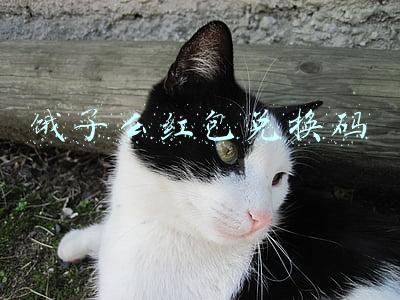 饿了么红包兑换码