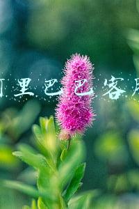 阿里巴巴客服招聘要求(淮南招聘80人 | 阿里巴巴热线客服（第一批）招聘公告)