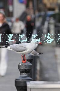 阿里巴巴客服