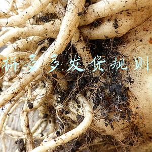 拼多多发货规则