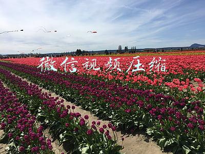 微信视频压缩