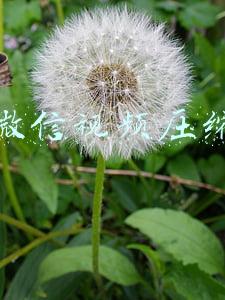 微信视频压缩