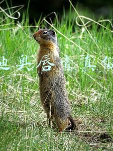 新版迪奥唇膏真假对比