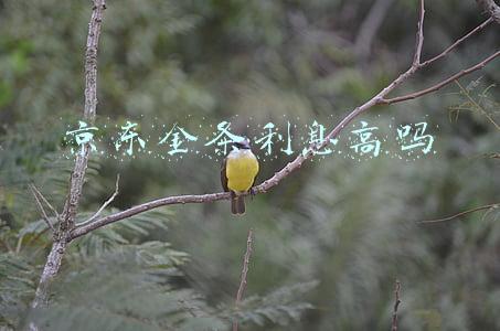 京东金条借钱利息高吗(贷款APP仍有“日利率”宣传)