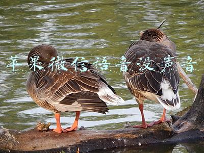 苹果微信语音没声音