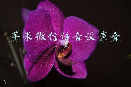苹果微信语音没声音