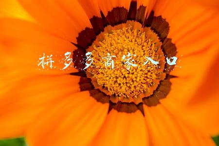 拼多多商家入口