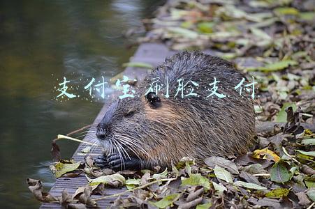 支付宝刷脸支付