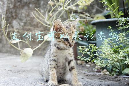 支付宝可以买彩票吗