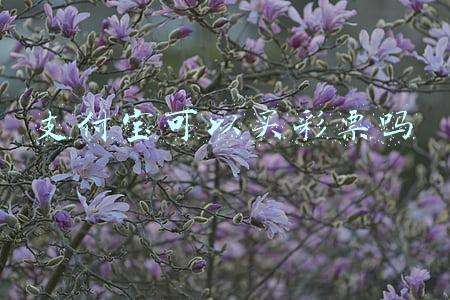 支付宝可以买彩票吗
