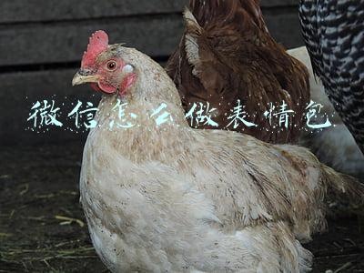 微信怎么做表情包