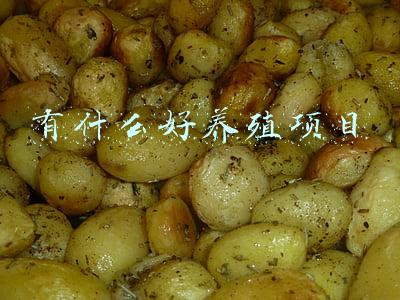 有什么好养殖项目