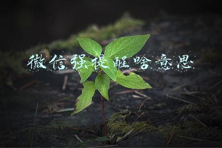 微信强提醒怎么没了(微信强提醒怎么设置入口在哪里 微信强提醒设置方法)