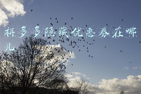 拼多多隐藏优惠券在哪儿