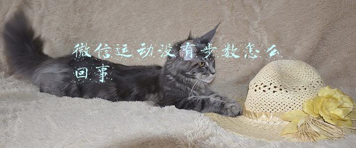 微信运动没有步数怎么回事