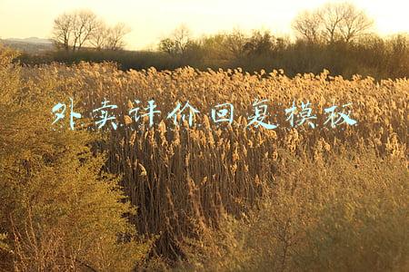 外卖评价回复模板
