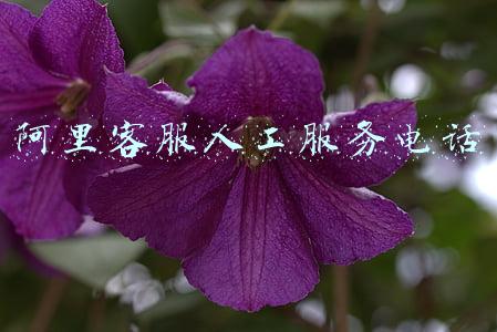 阿里客服人工服务电话