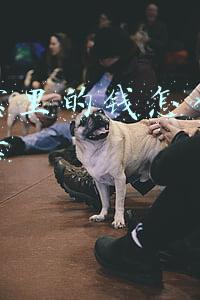 支付宝里的钱怎么转到银行卡