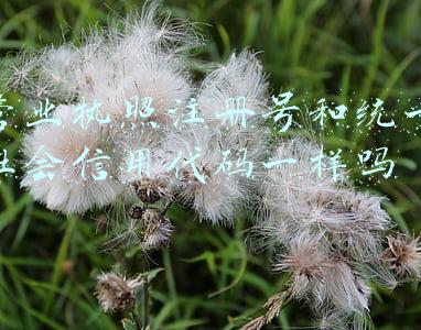 营业执照注册号和统一社会信用代码一样吗