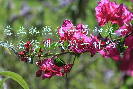 营业执照注册号和统一社会信用代码一样吗