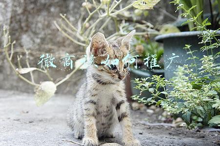 微商该如何推广