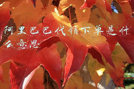 阿里巴巴代销下单是什么意思