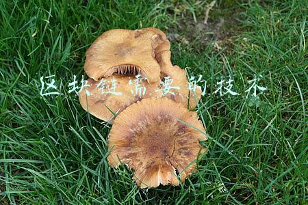 区块链需要的技术