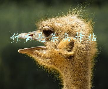 什么是菜鸟驿站