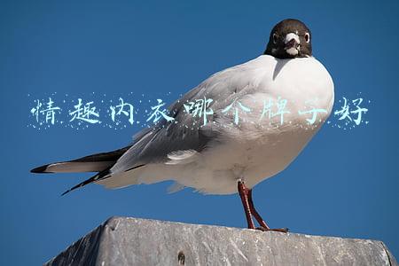 情趣内衣哪个牌子好