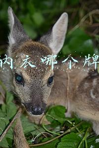 情趣内衣哪个牌子好