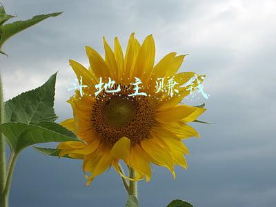 斗地主赚钱
