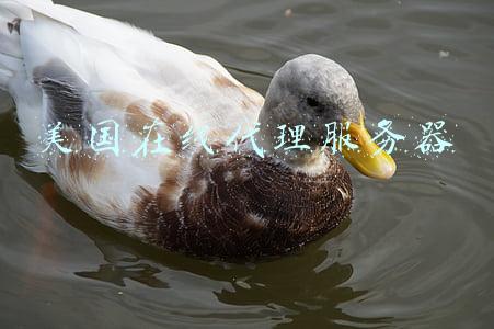 美国在线代理服务器
