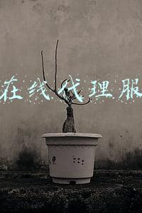 美国在线代理服务器