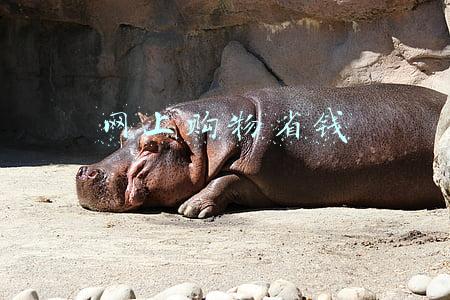 网上购物省钱
