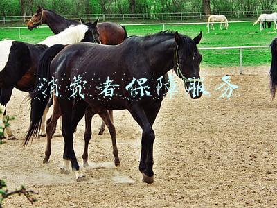 消费者保障服务