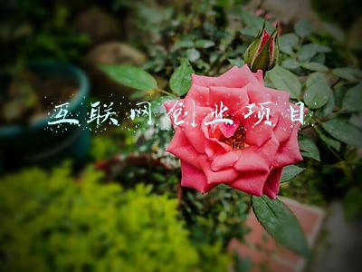 互联网创业项目
