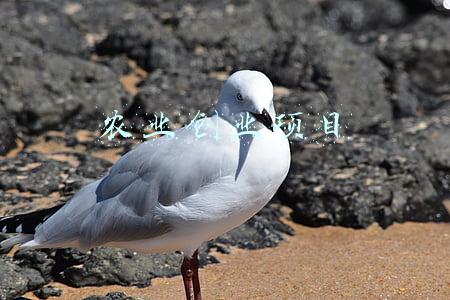 农业创业项目