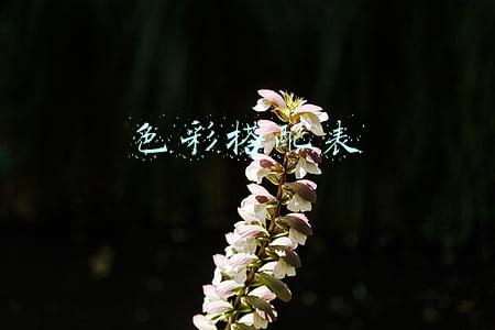 色彩搭配表