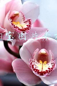 淘宝图片素材