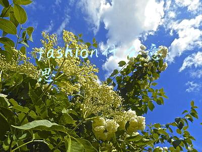 fashion什么意思