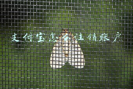 支付宝怎么注销账户