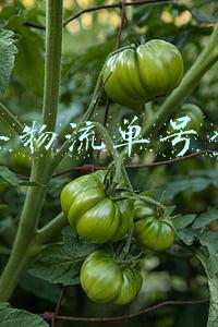 顺丰物流单号查询跟踪记录(顺丰 京东 EMS快递单号批量查询 快速跟踪物流状态)