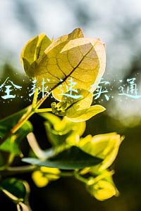 全球速卖通
