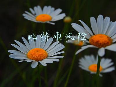 比特币风险