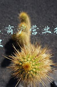 个体工商户营业执照办理流程及需要材料(政策咨询：办理个体工商营业执照需要准备哪些材料)