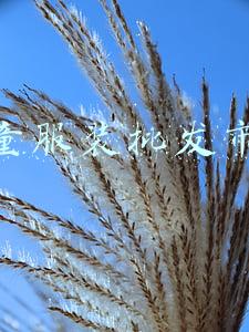 儿童服装批发市场地址(森马服饰董秘回复：公司儿童服饰巴拉巴拉品牌的市场占有率多年持续位居国内儿童服饰行业第一)